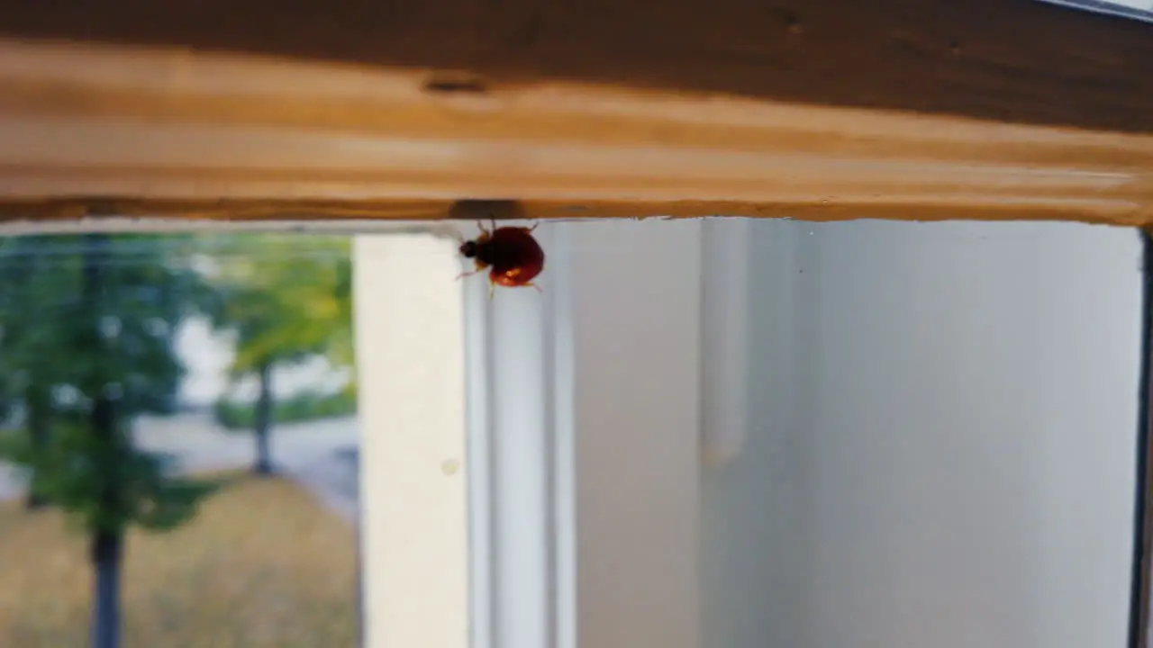 ladybug walking inside of a window