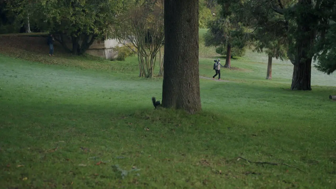 A young squirrel is watching a photographer walking in the background