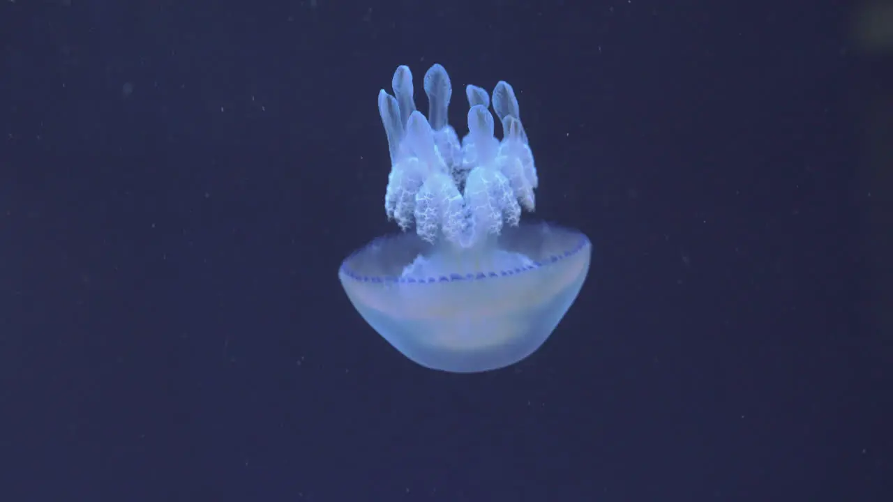 Underwater view of barrel jellyfish