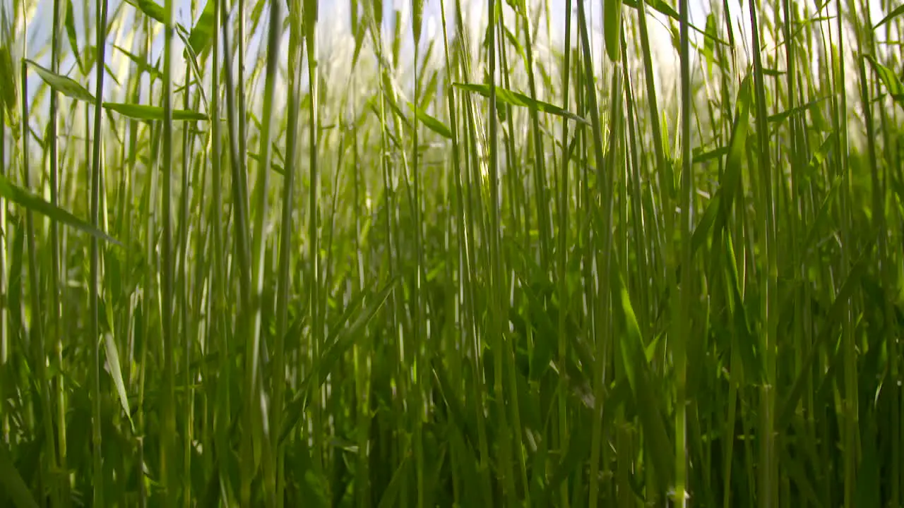 Barley Field 2