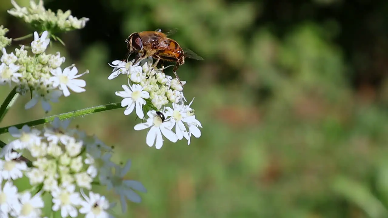 Close-up footage of a bee on a white flower