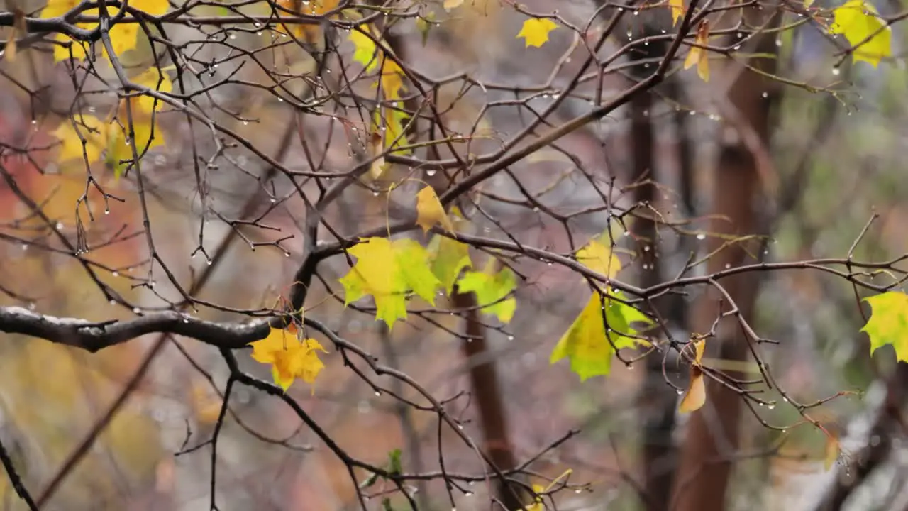 Leaves and branches of trees in late autumn during rain