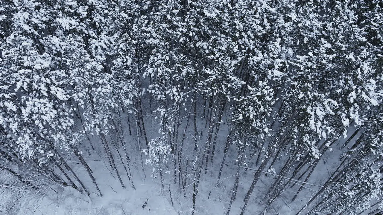 Cinematic drone perspective showcasing a forest blanketed in snow from above