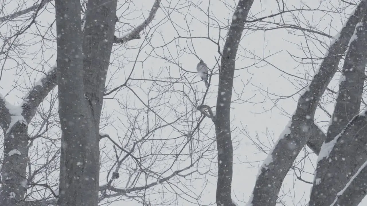 Blue jay resting on a branch during heavy snowfall