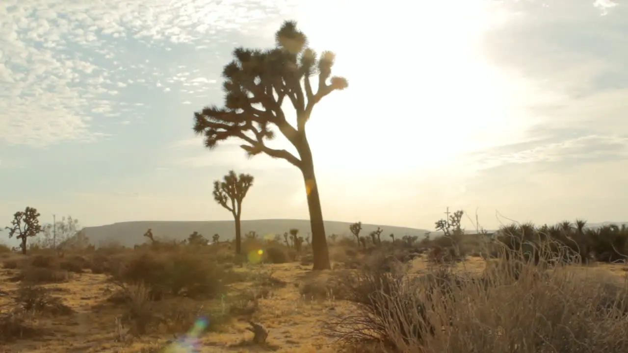 desert landscape in the bright sun