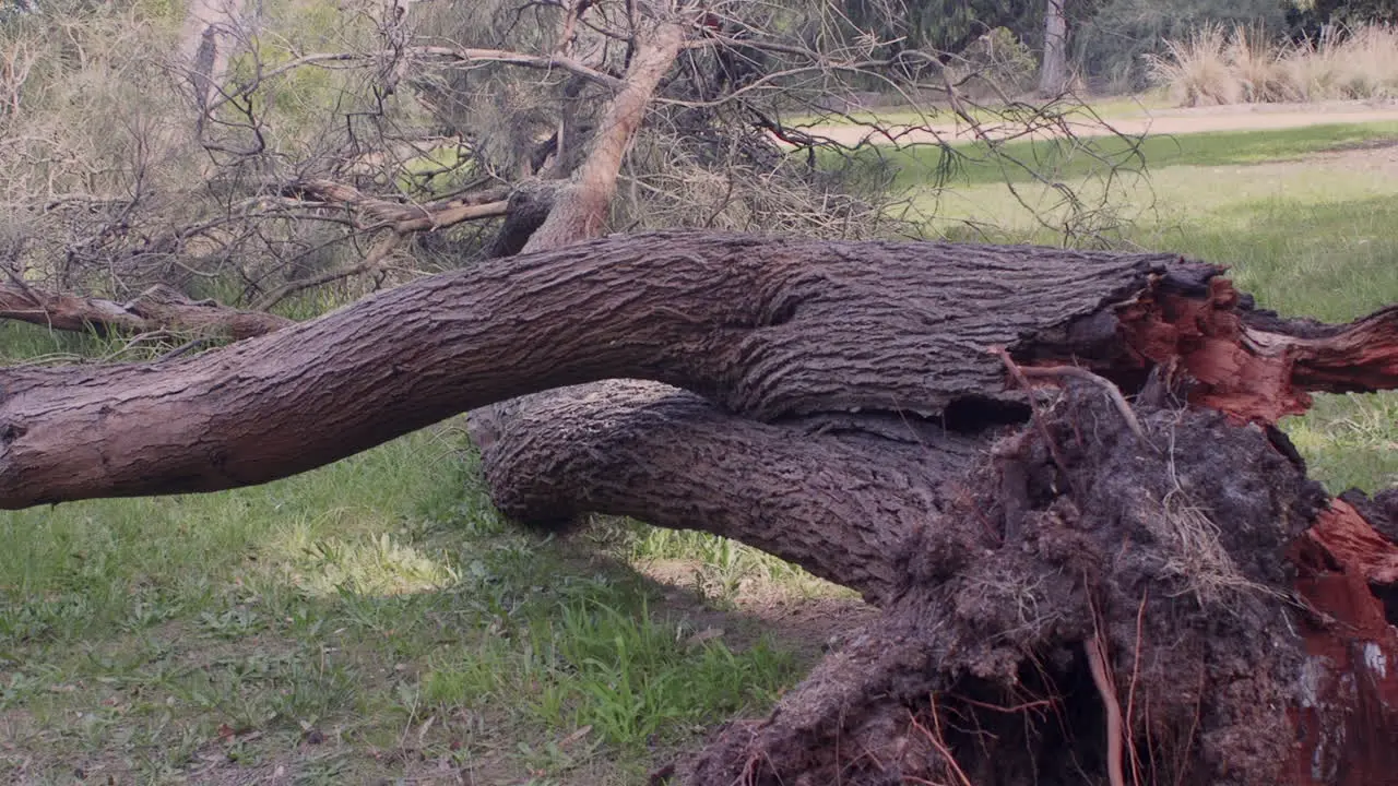 Storm destruction caused by a cyclone hurricane and strong wind