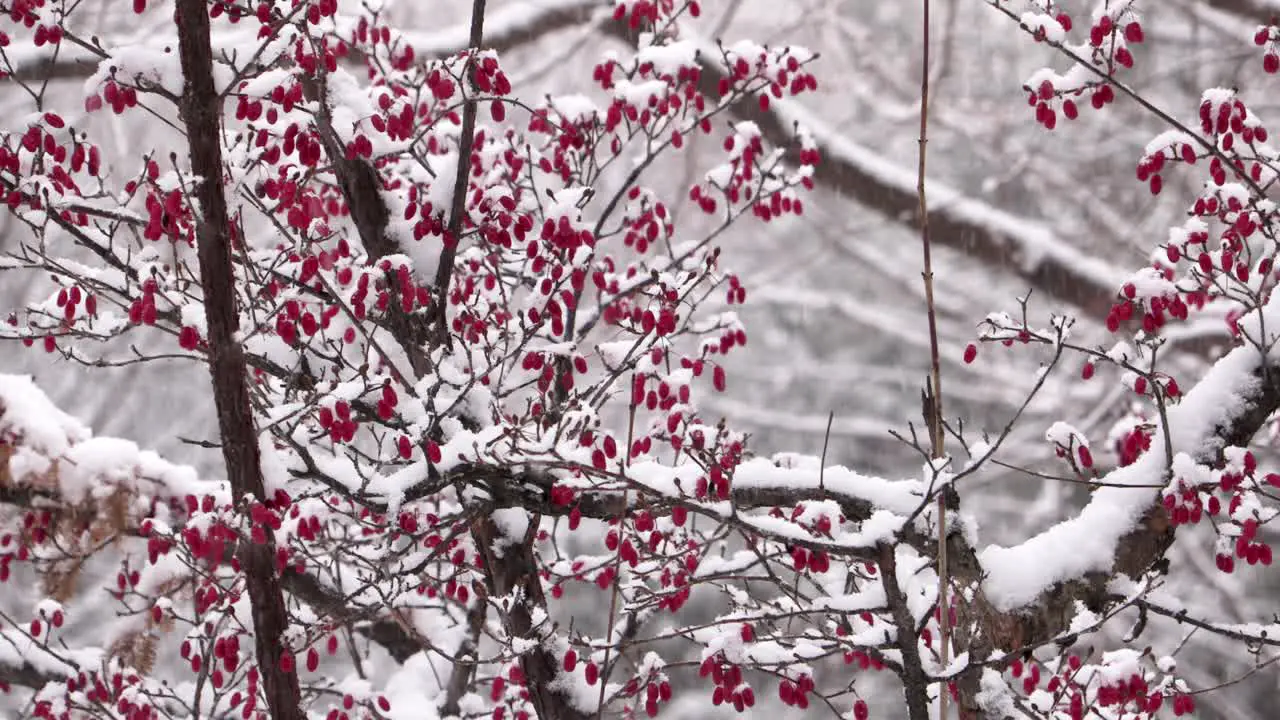 Snow falling on a red berry tree