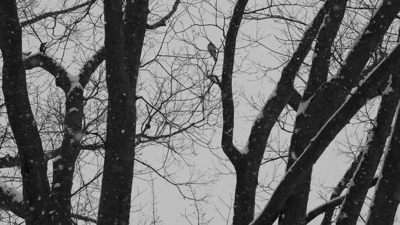 A bird resting on a branch during a a winter storm trying to stay worm