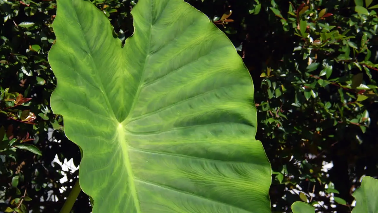 giant leaves moving with the wind