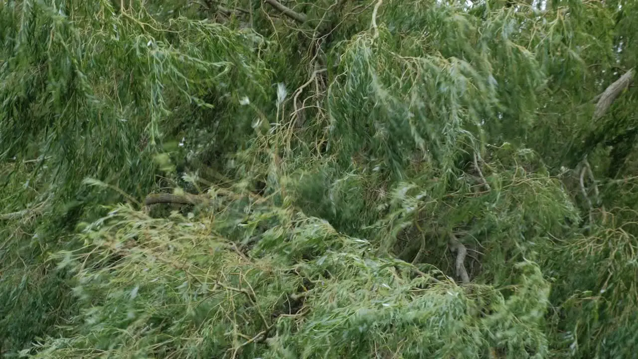 Weeping willow free branches blowing in strong wind during storm