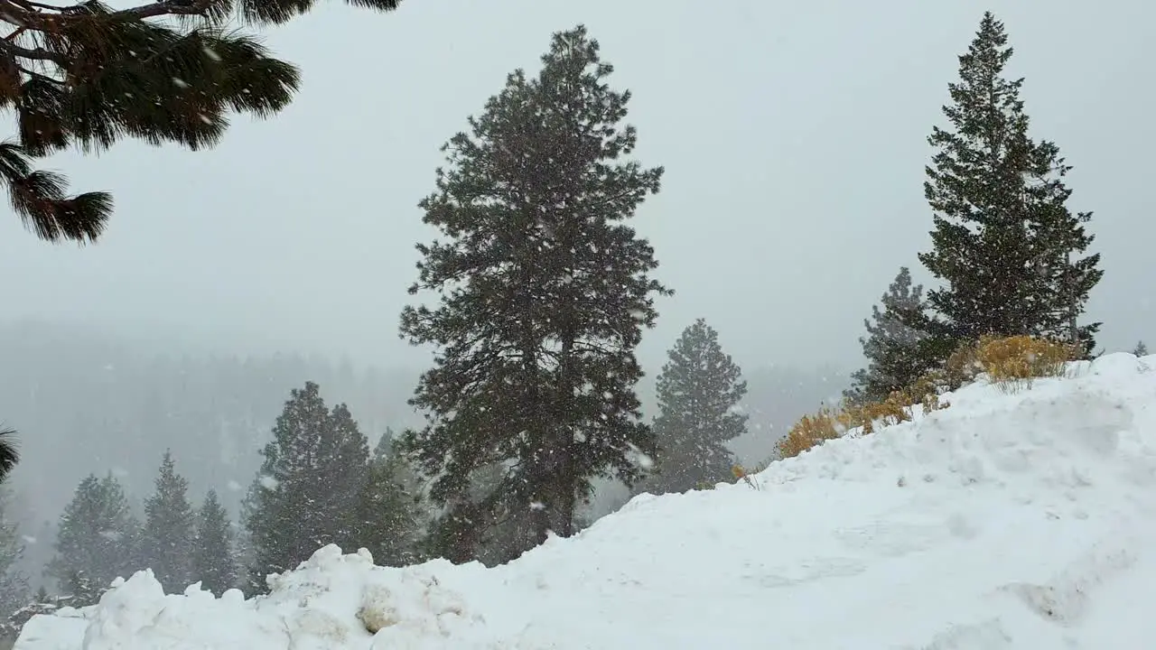 Scenic snow covered landscape view of fir trees during snowfall in outdoor wilderness of Boise Idaho USA