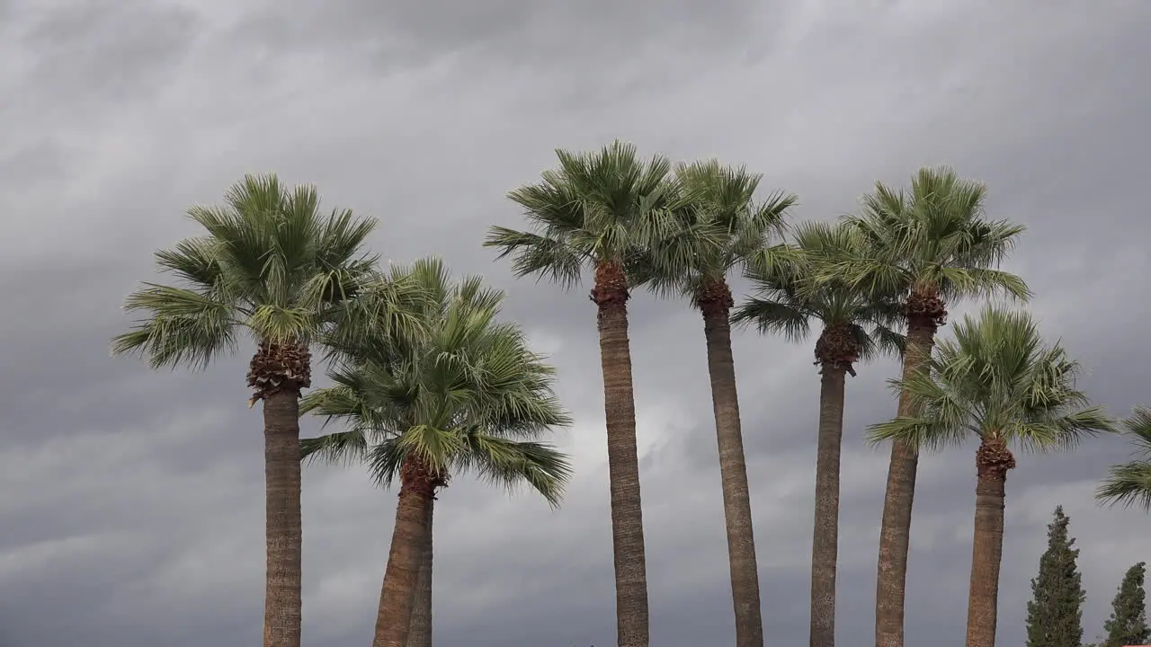 Arizona Palms In Weak Sun