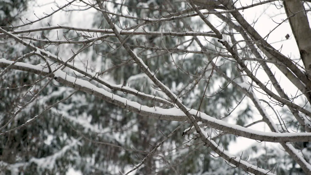 Tree Branches in Snow Slow Motion Panning