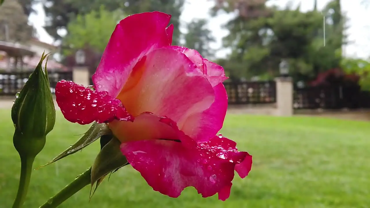 Rain Falling on a rose bush in slow motion