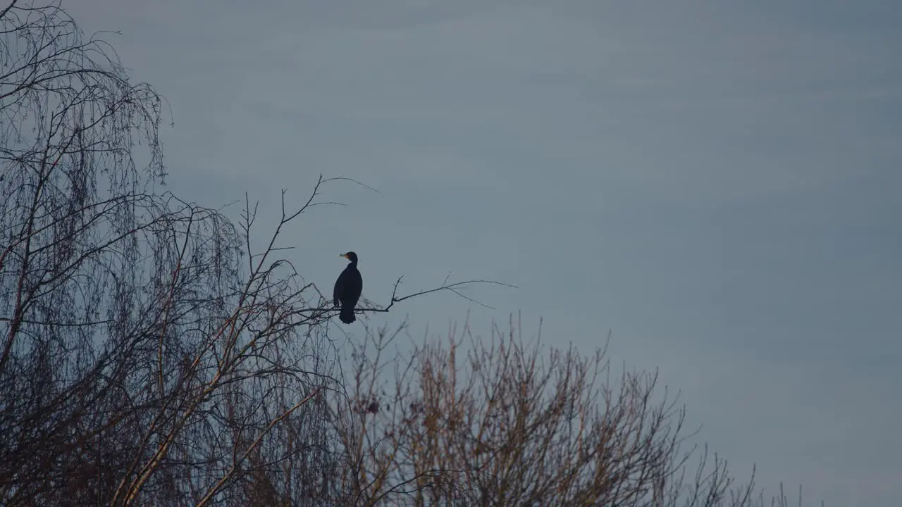 Cormorant sitting on a high branch