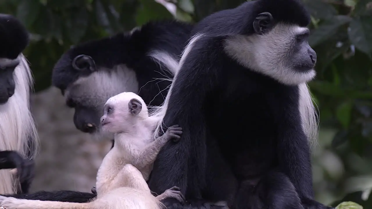 Rare footage of a snatch of a newborn baby black and white colobus monkey