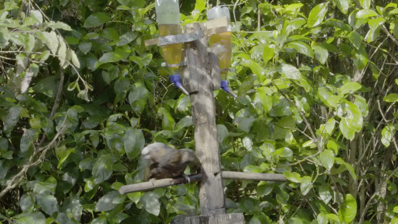 A Kaka drinking from a feeding station in Zealandia Wellington NZ