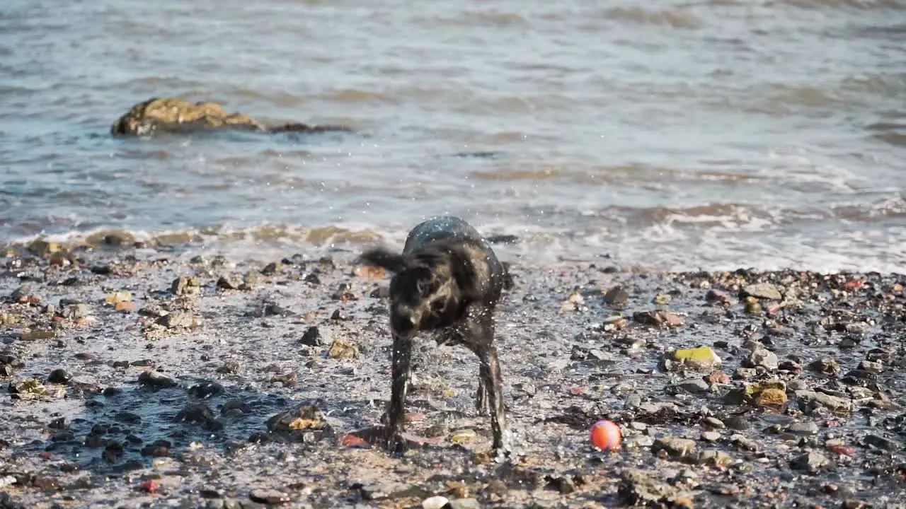 Black Labrador dog runs to shore and shakes off water slow motion