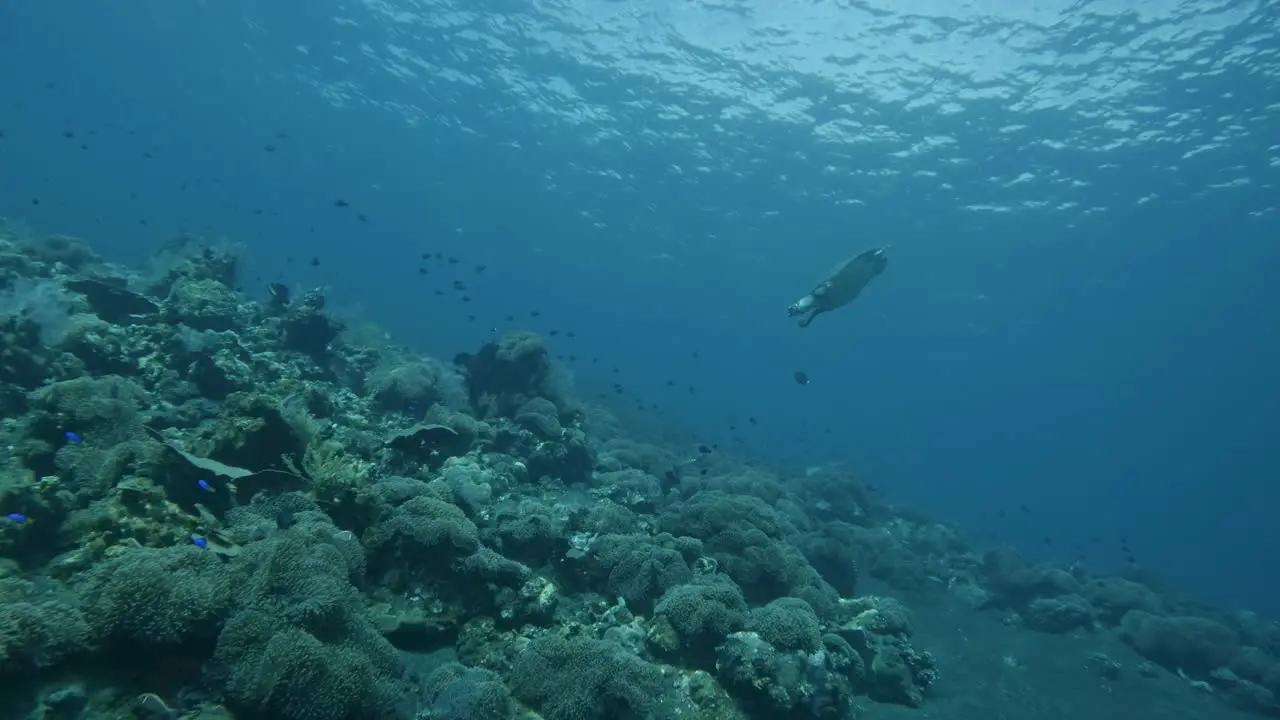 turtle swim down to the shallow water above coral slow motion