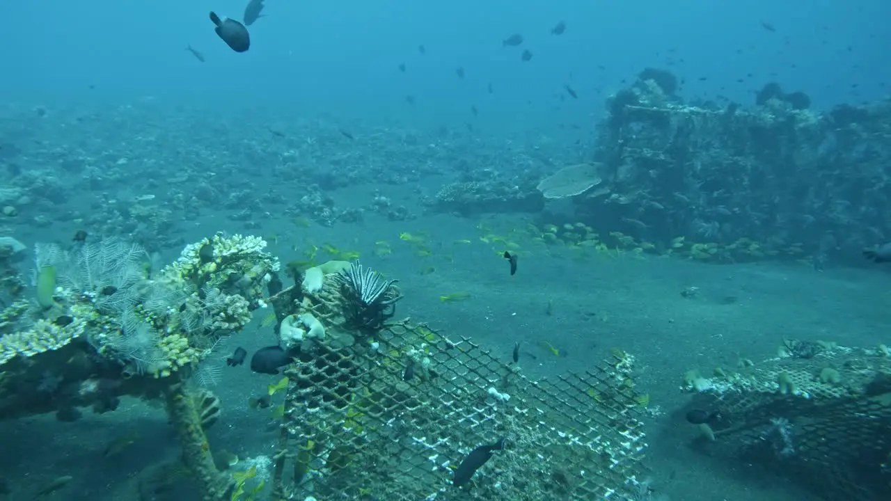 group of fish under water slow motion