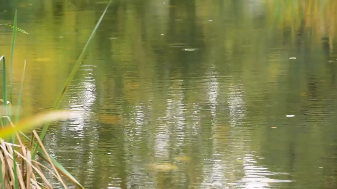 Raining down on water pond