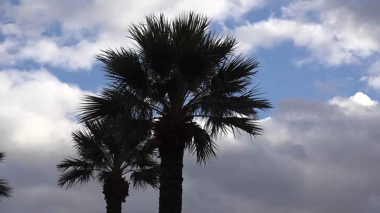 Arizona Palms With Clouds