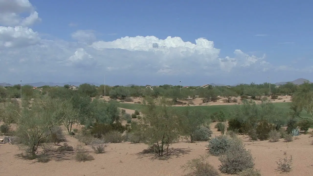 Arizona golf course and shrubs