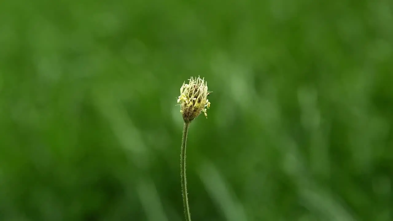 Close up of single weed bud