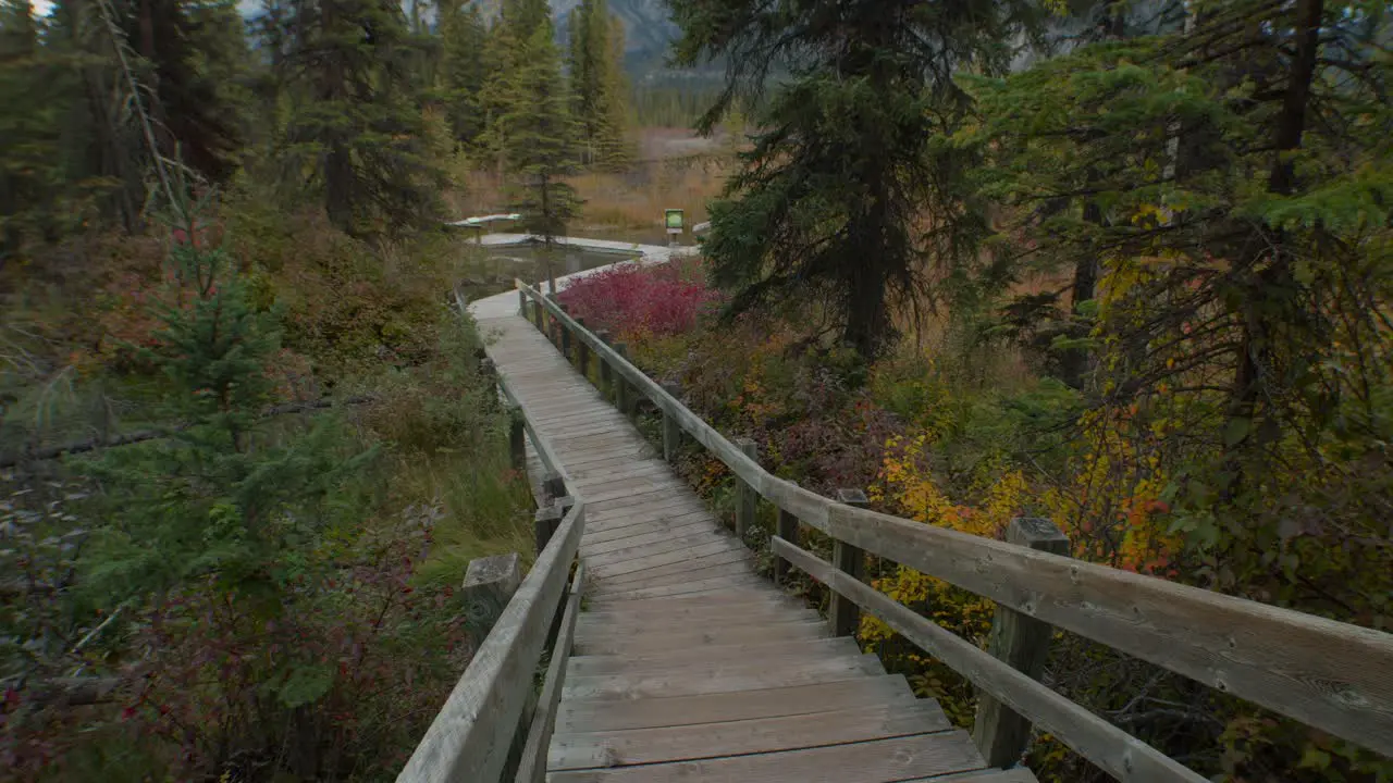 Boardwalk by a swamp in forest at autumn wide