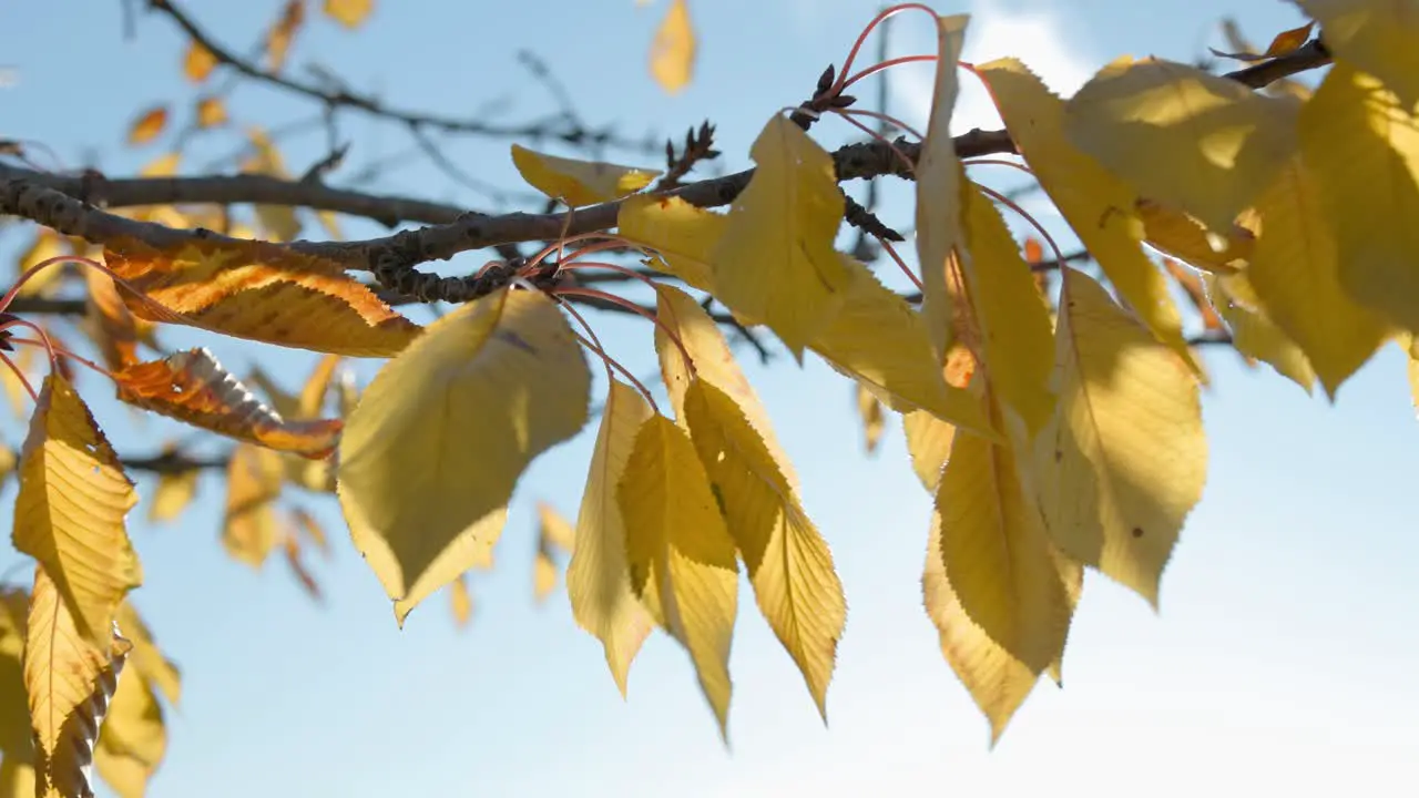 Yellow cherry leaves hanging from the branch waiting to fall carried by the wind