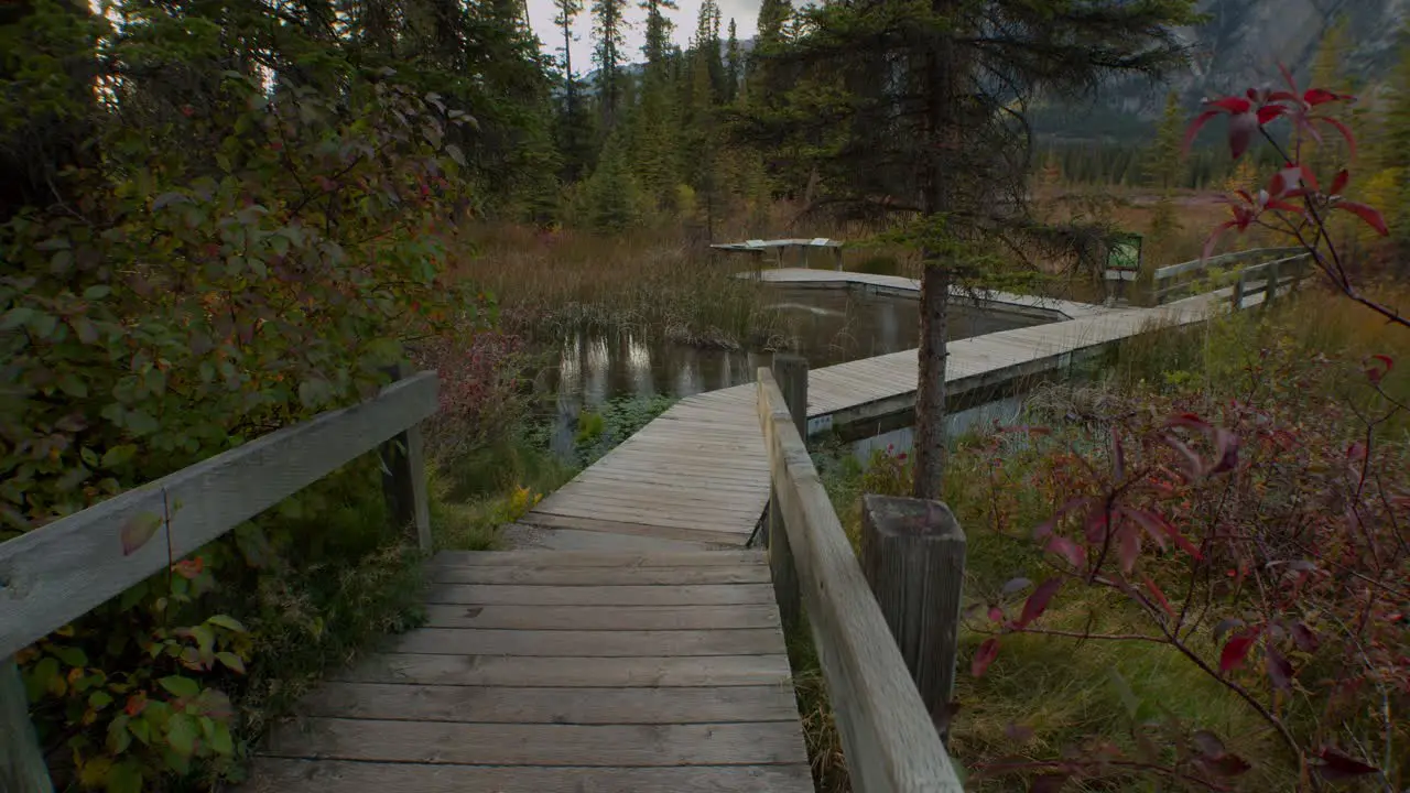 Boardwalk by a swamp in forest at autumn