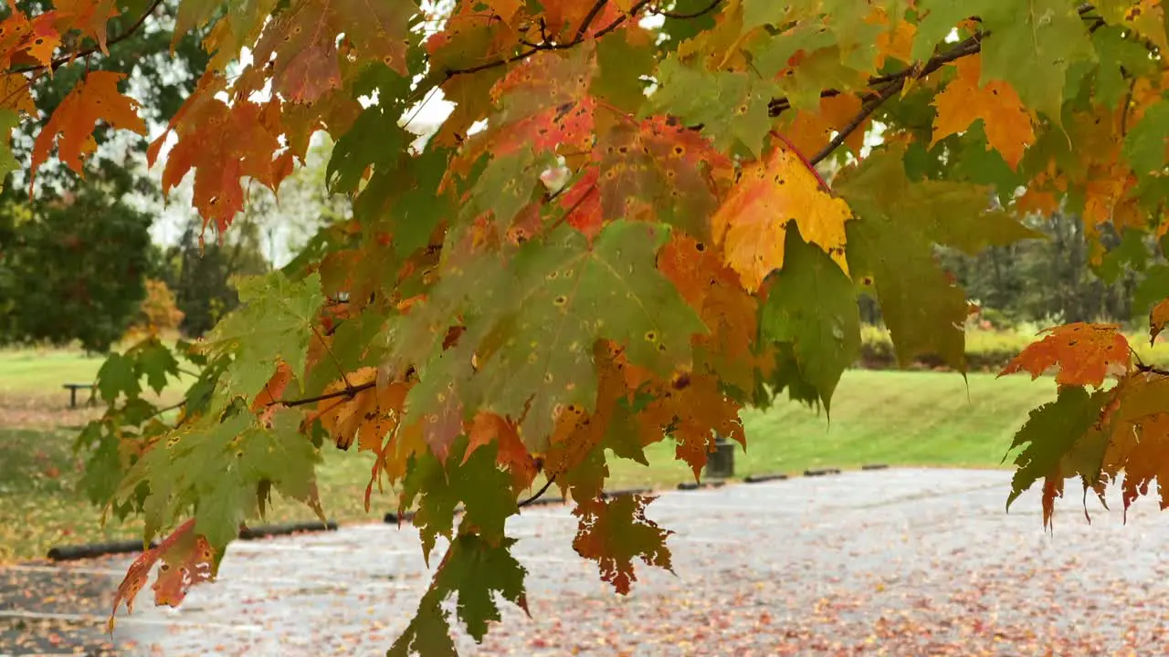 The beautiful fall leaves waving in the breeze on a fall day