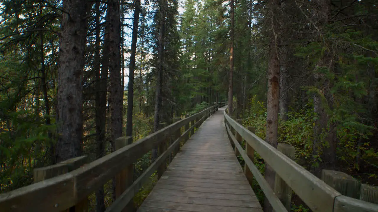 Boardwalk in forest at autumn wide