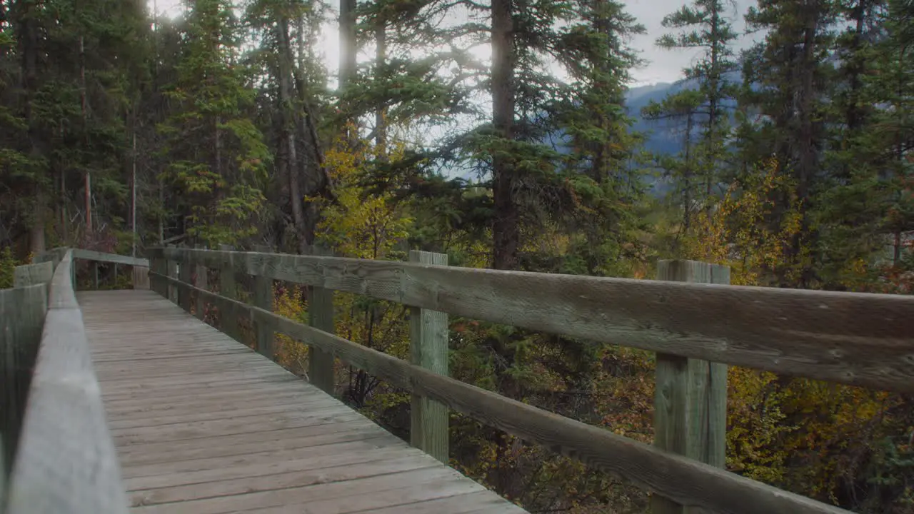 Boardwalk in forest at autumn pan