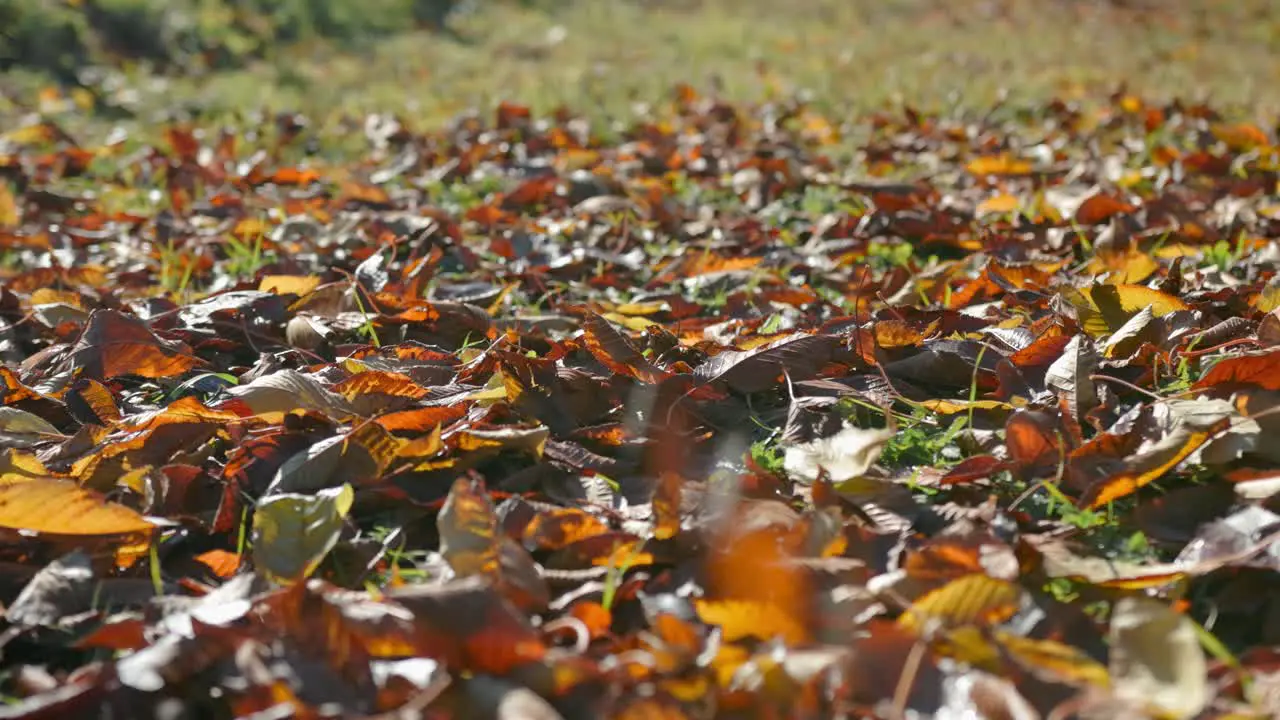 Meadow covered with orange leaves fallen from the trees