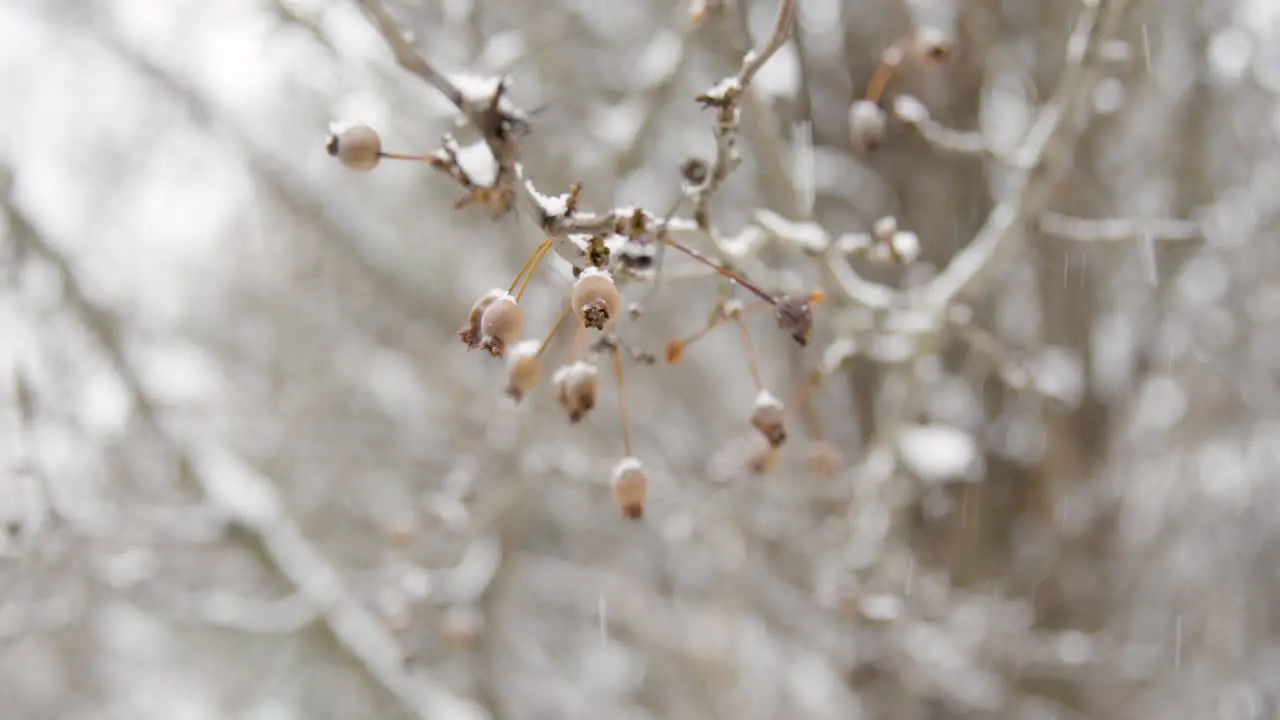 Tree Branch in Snow with Berries Slow Motion Panning