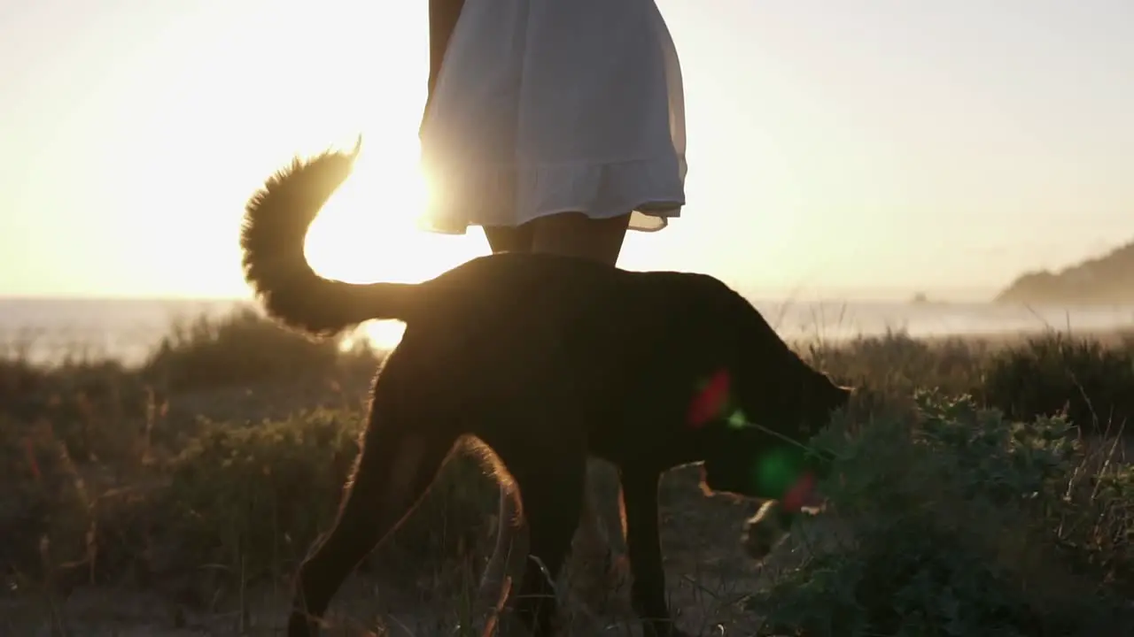 Slow Motion handheld panning shot of a woman in white dress with her dog walking over the dunes with grass on the beach during a beautiful sunset