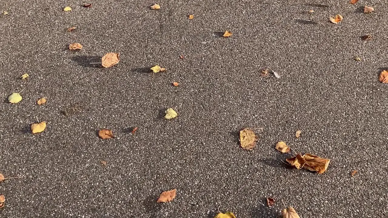 Wind blows and roll autumn leaves on asphalt road slow motion tracking shot