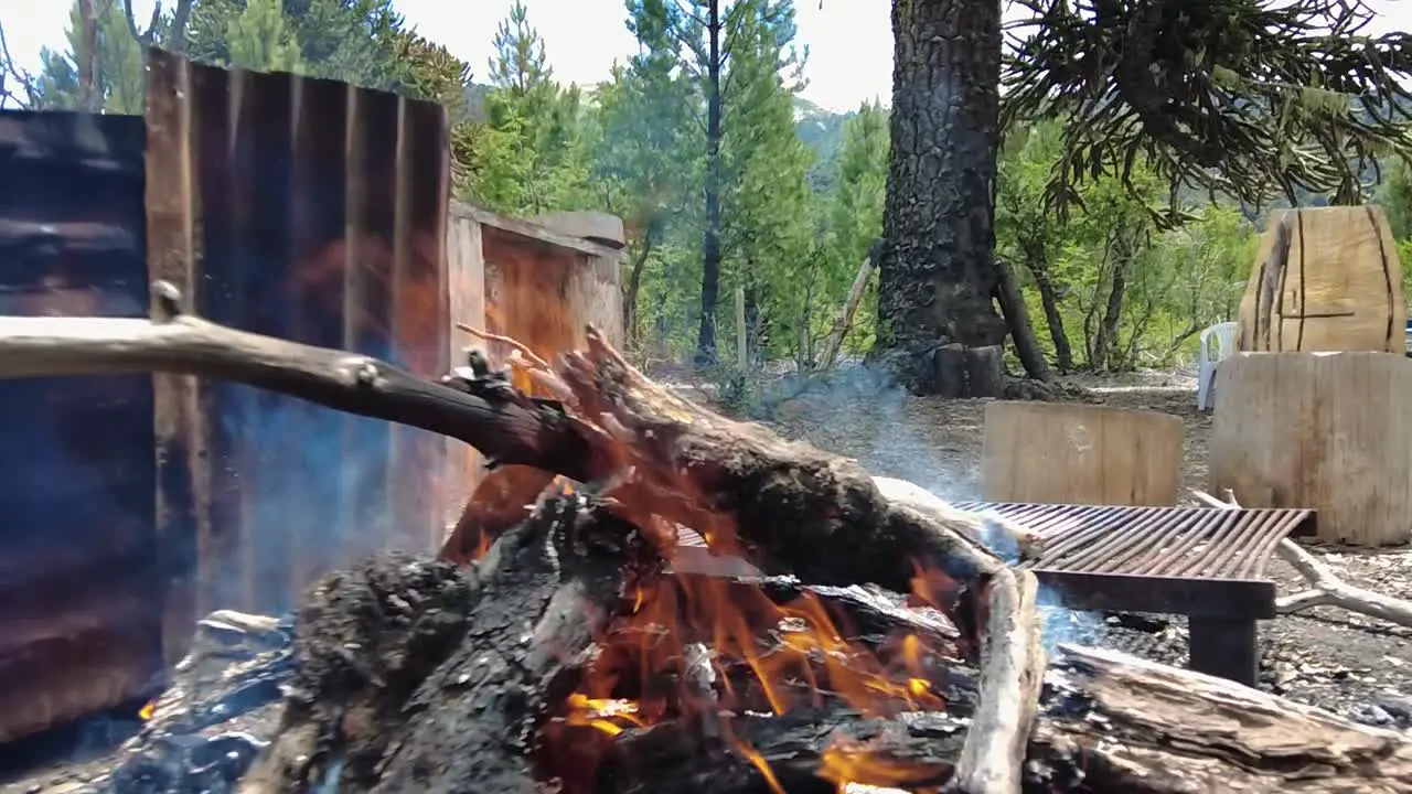 The mesmerizing dance of flickering flames against the backdrop of a majestic forest