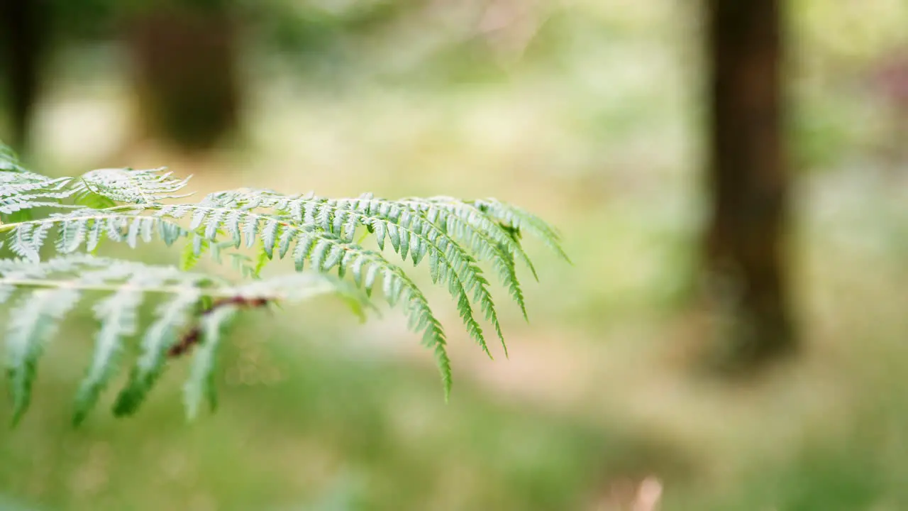 Close up detail of fern leaves in a forest selective focus Lake District UK