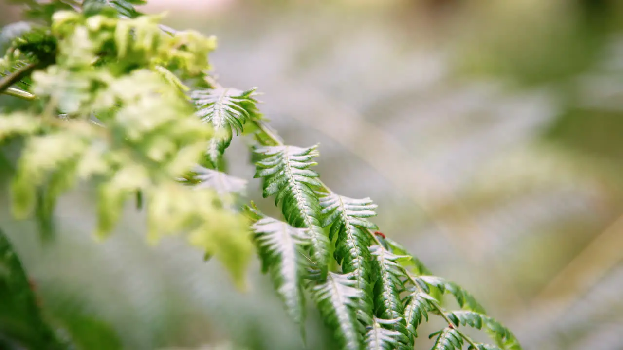 Close up detail of fern leaves in the forest moved by light wind selective focus Lake District UK