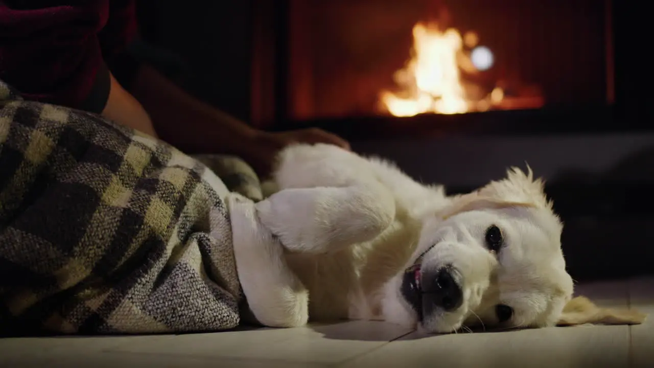 Pet owner and cute golden retriever puppy resting near a burning fireplace