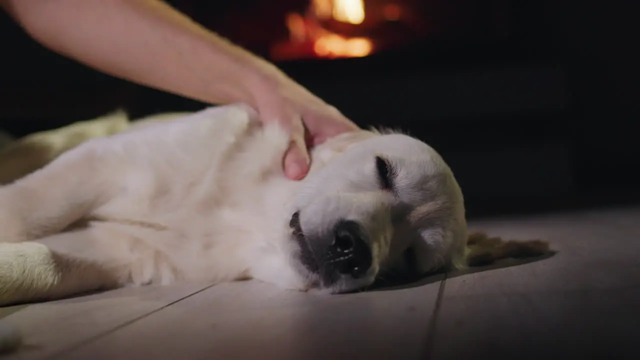 A man's hand strokes a cute golden retriever who is dozing on the floor near the fireplace