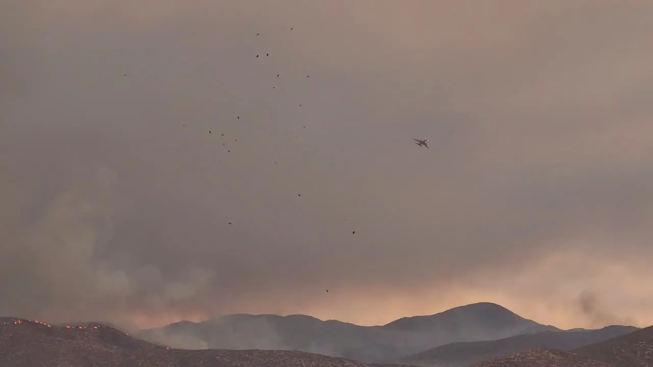 Birds and a plane above a forrest fire