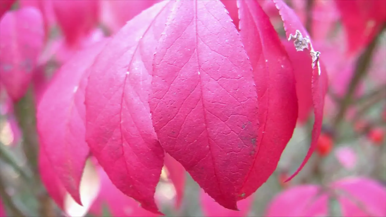 Close-up of the bright red leaves of a "burning bush" in autumn