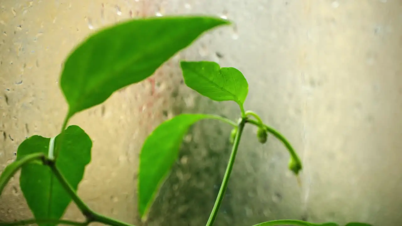 Growing green peppers inside a greenhouse and raindrops on windows in two time slow motion