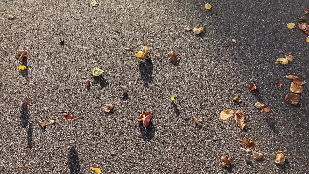 Wind blows and roll autumn leaves on asphalt road slow motion