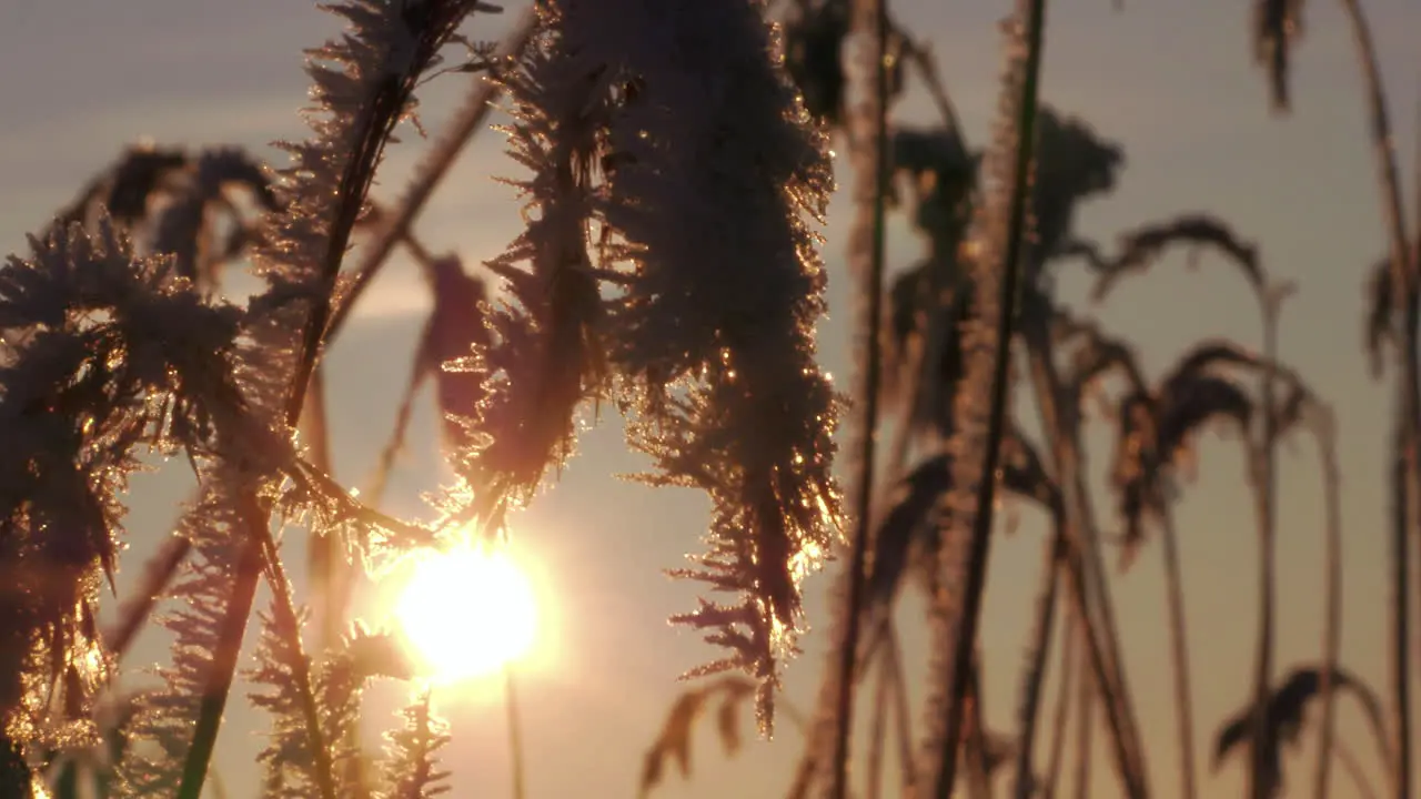 Close-up slide shot of frozen reeds moving in wind at golden hour