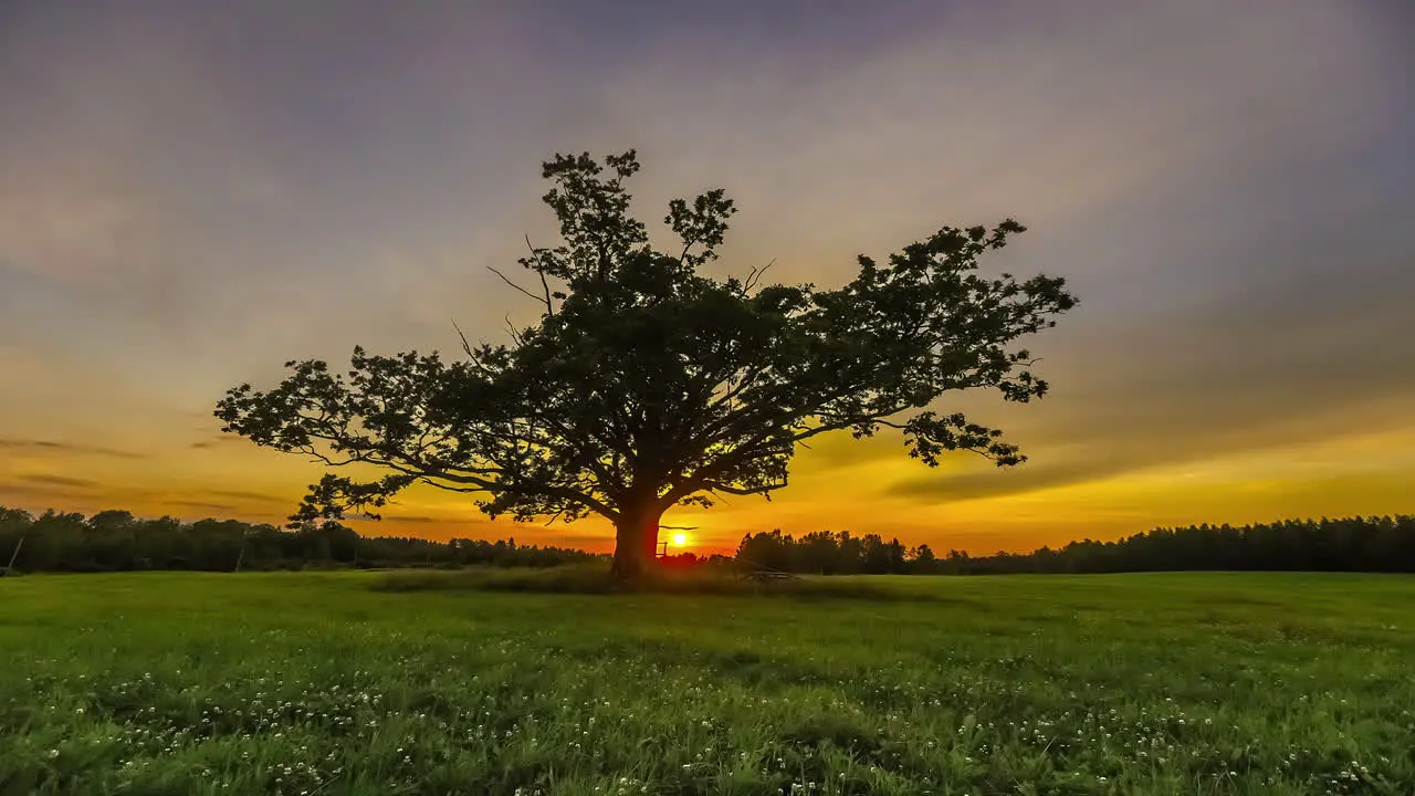 Silhouette of mystic giant tree growing on pasture during sunset time in background time lapse shot