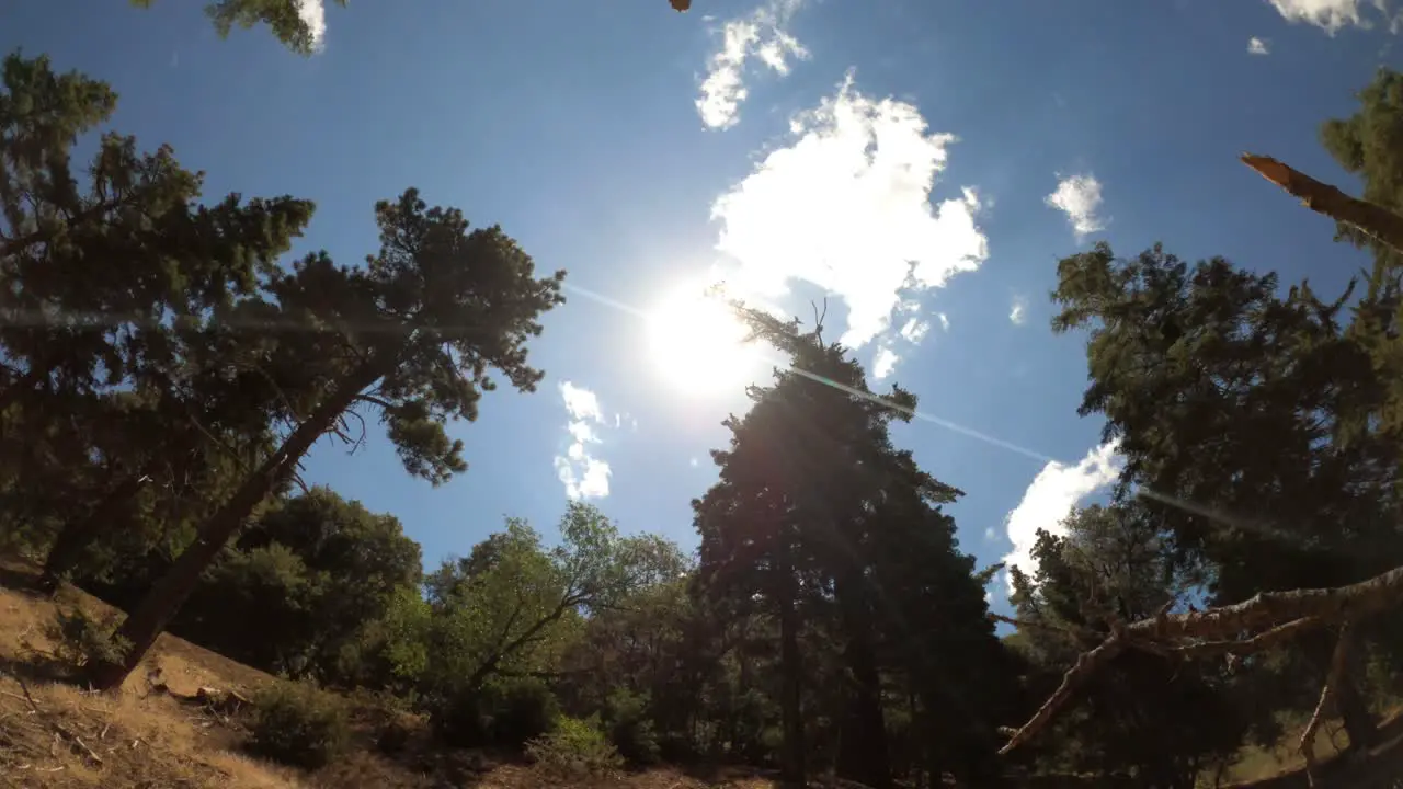 Time lapse of the sun and clouds crossing the sky between the silhouette of tall evergreen trees